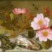 Still life depicting flowers, shells and a dragonfly